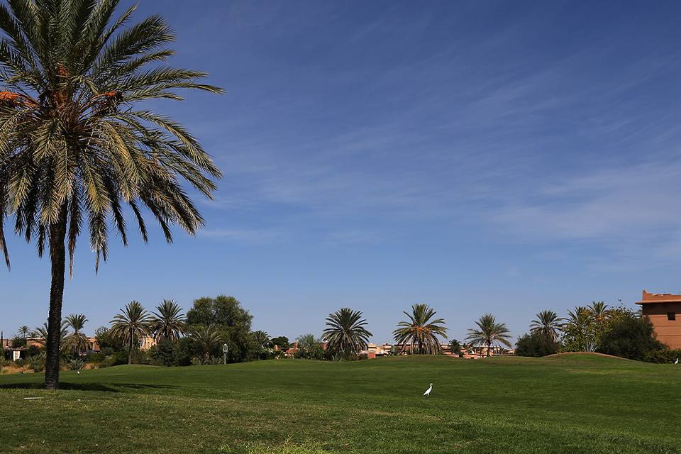 Amelkis Golf Club : fairway sous un grand palmier, ciel bleu
