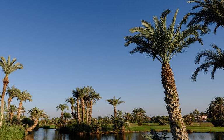 Golf de la Palmeraie : palmiers, plan d'eau et fairway ensoleillé
